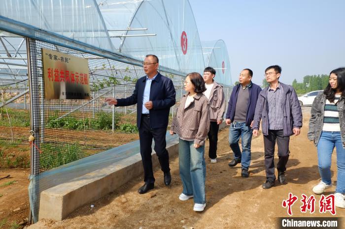 圖為掛職專家指導高標準葡萄種植棚建設。(資料圖) 山東省農科院 供圖 圖為掛職專家指導高標準葡萄種植棚建設。(資料圖) 山東省農科院 供圖