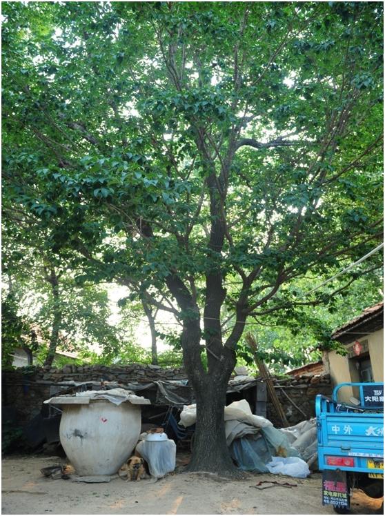 日照三級古樹名木：150年流蘇樹高大優美