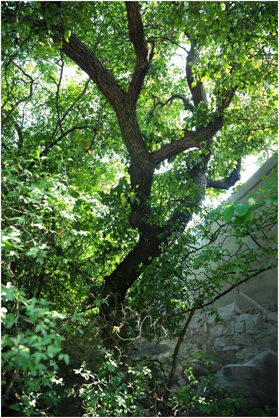 日照三級古樹名木：120年褐梨枝繁葉茂