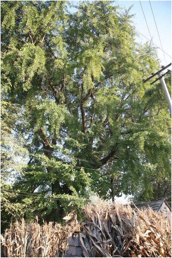 日照二級古樹名木：400年銀杏枝繁葉茂
