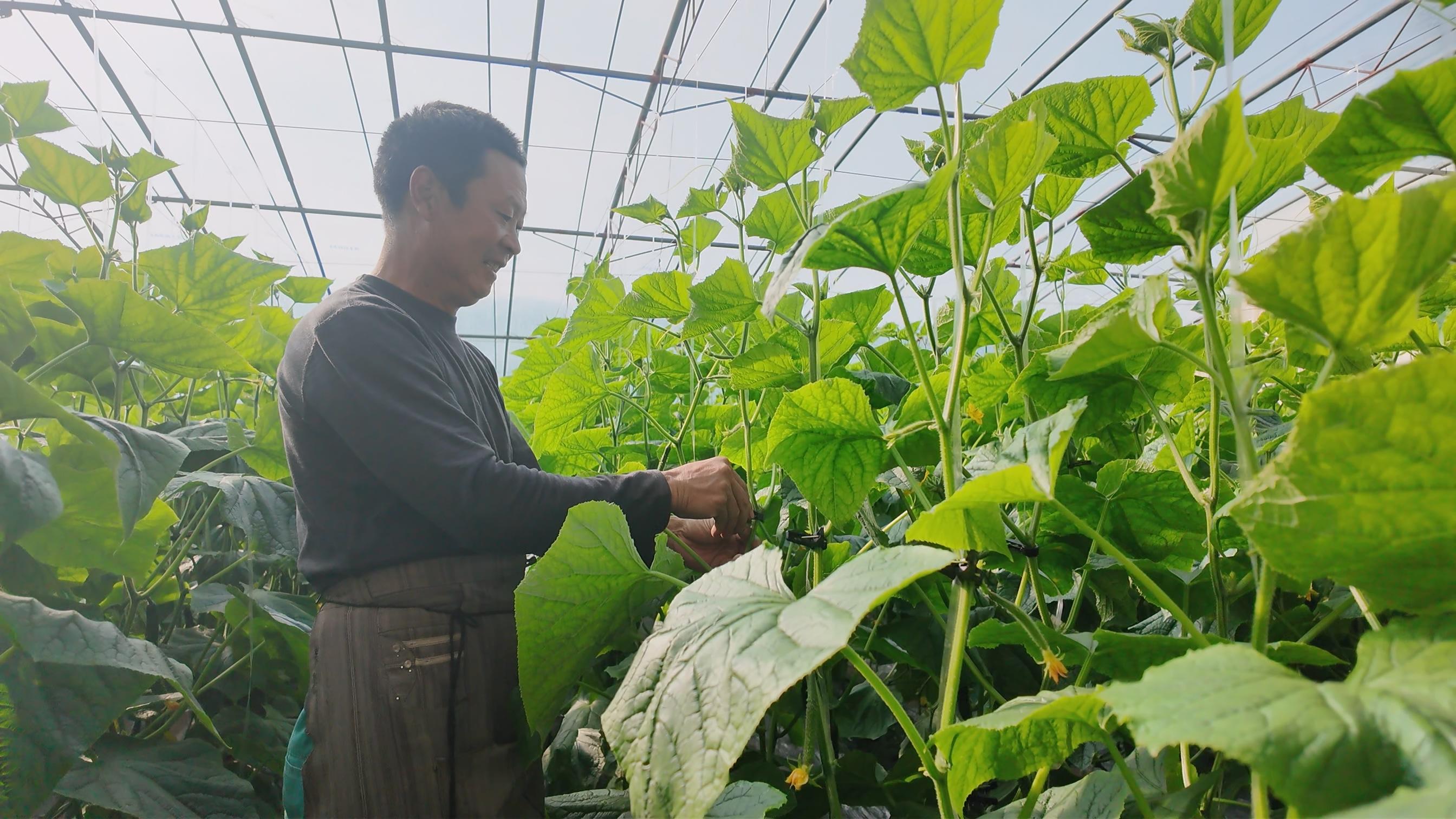 大棚蔬菜迎豐收